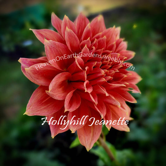 Hollyhill Jeanette