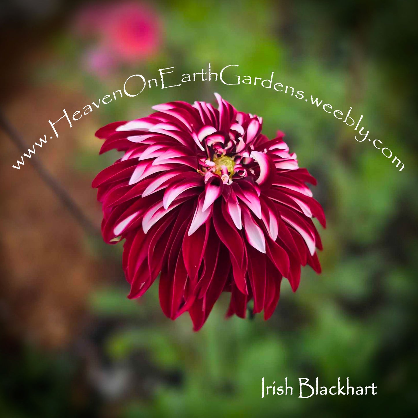 Irish Blackhart