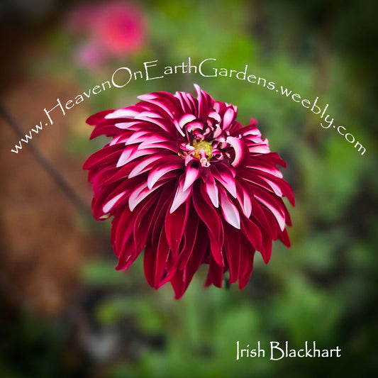 Irish Blackhart