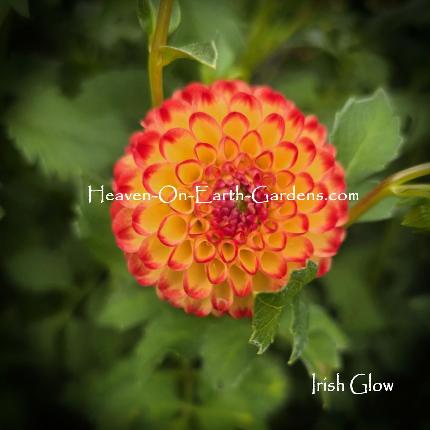 Irish Glow