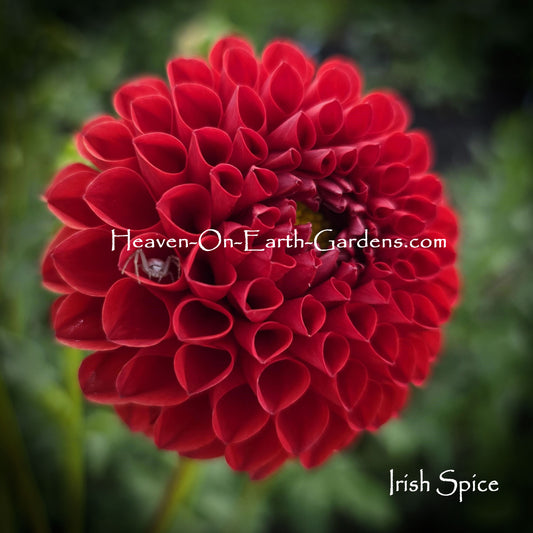 Irish Spice