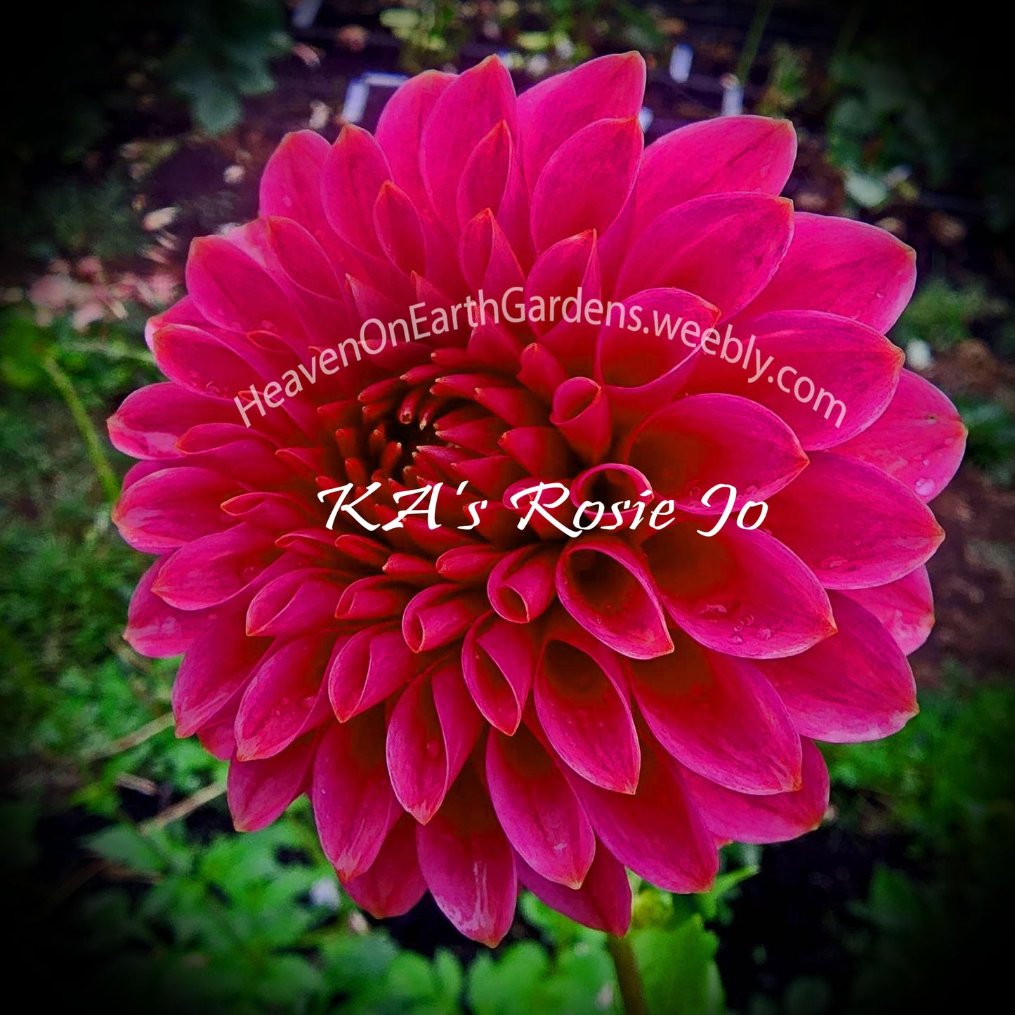 KA's® Rosie Jo
