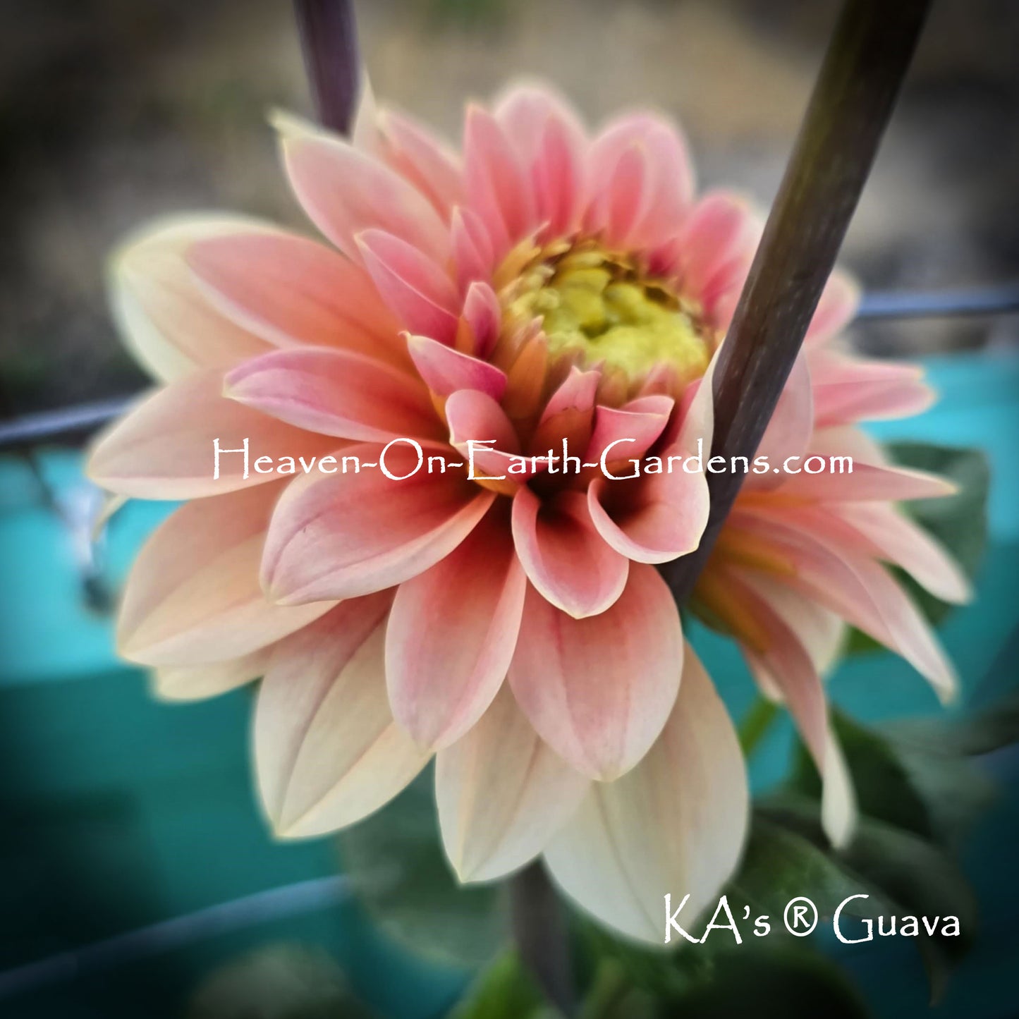 KA's® Guava