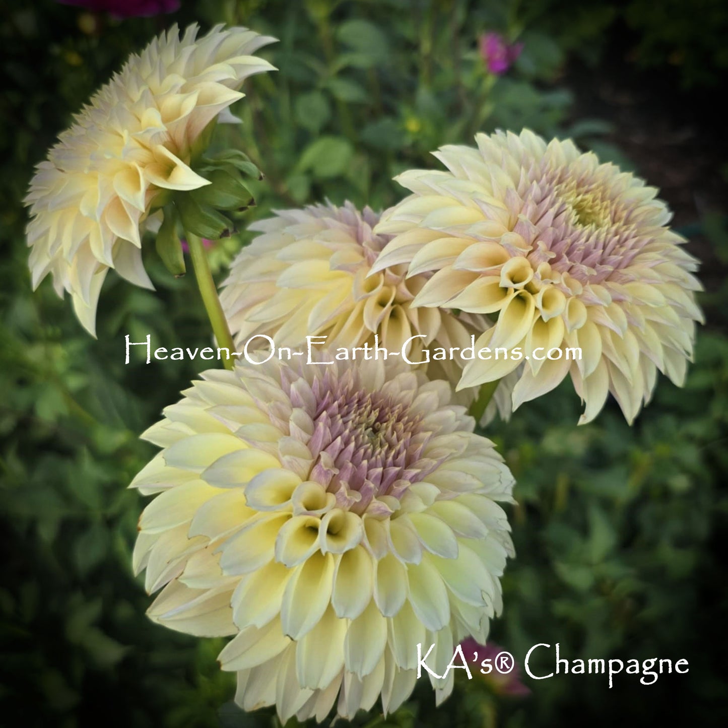 KA's® Champagne