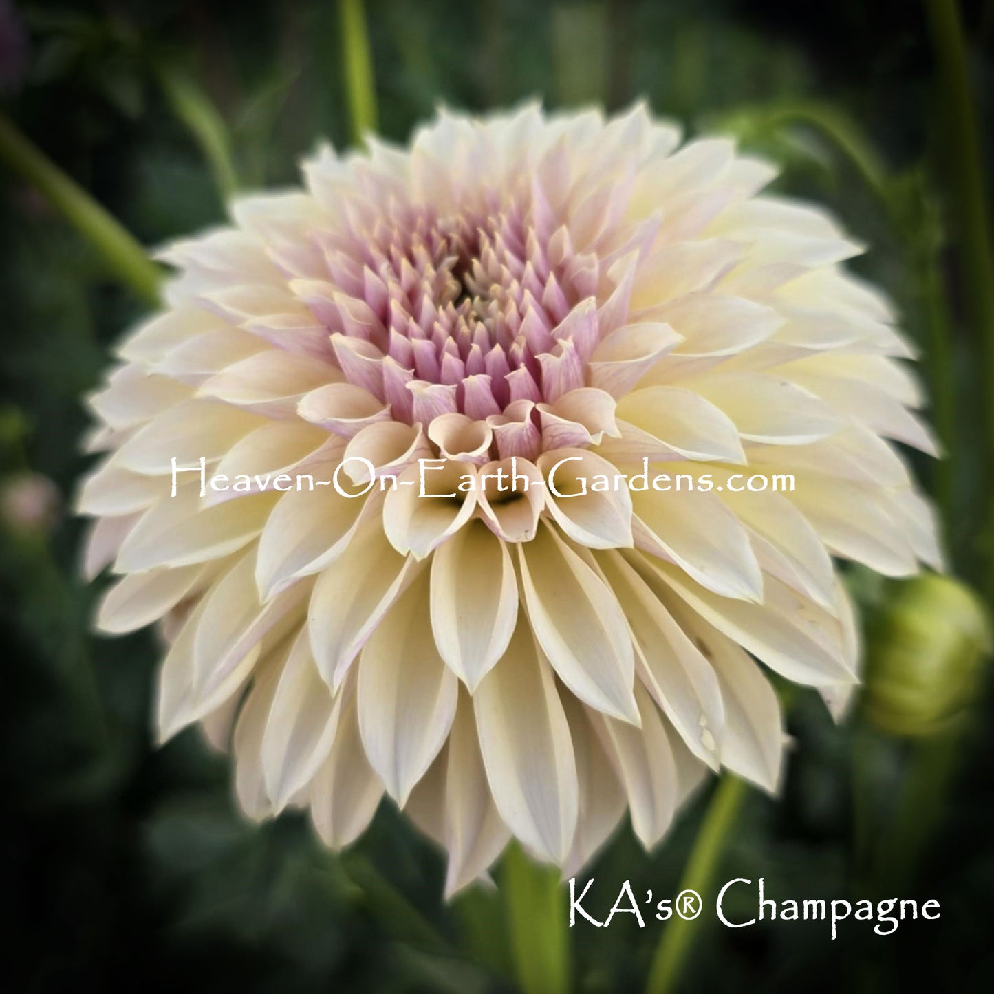 KA's® Champagne