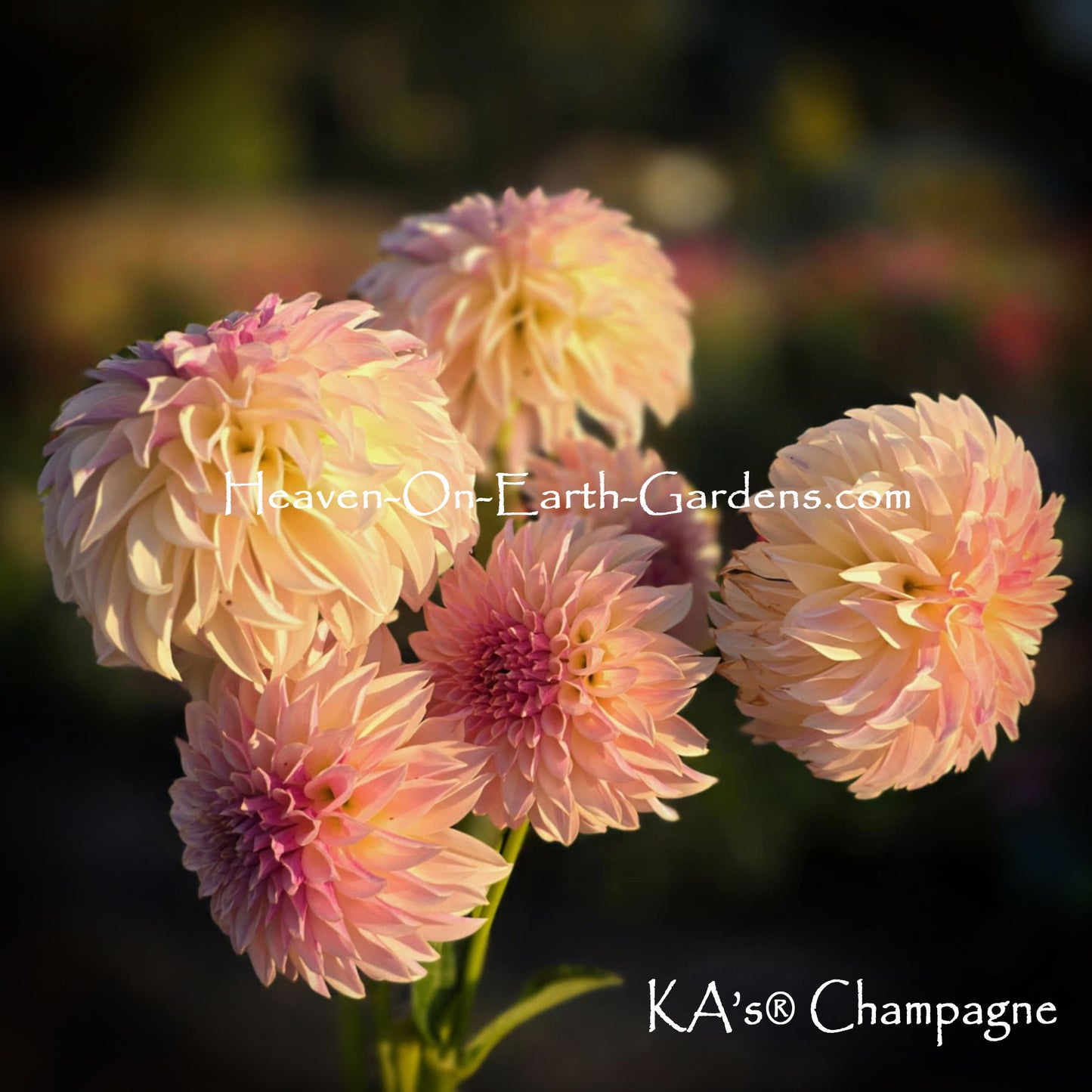 KA's® Champagne