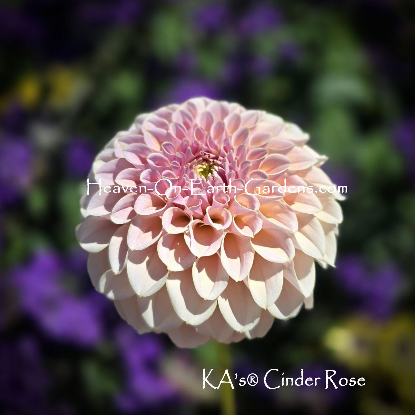 KA's® Cinder Rose
