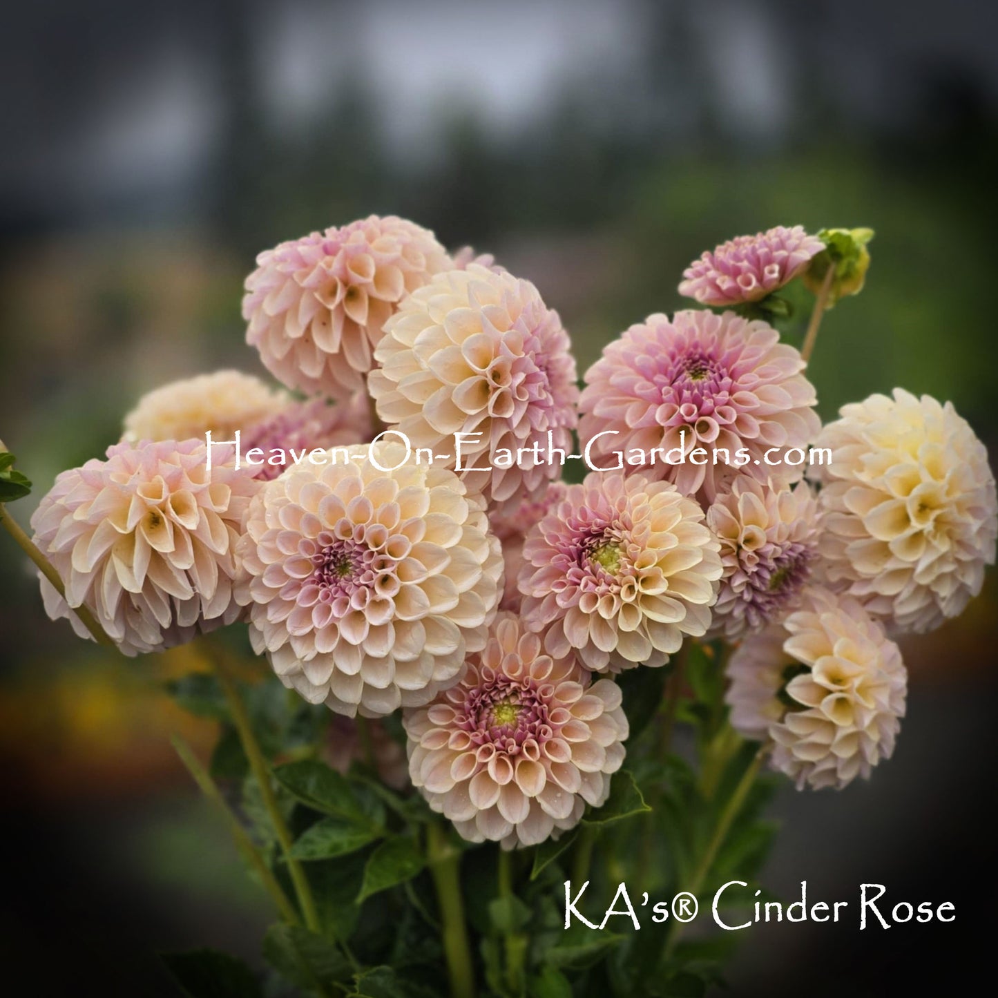 KA's® Cinder Rose