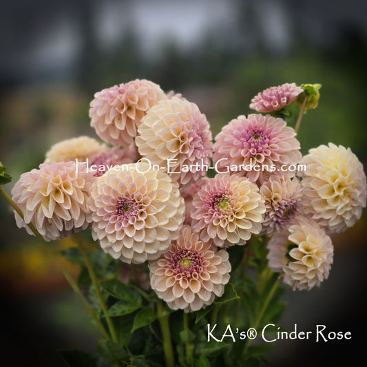 KA's® Cinder Rose