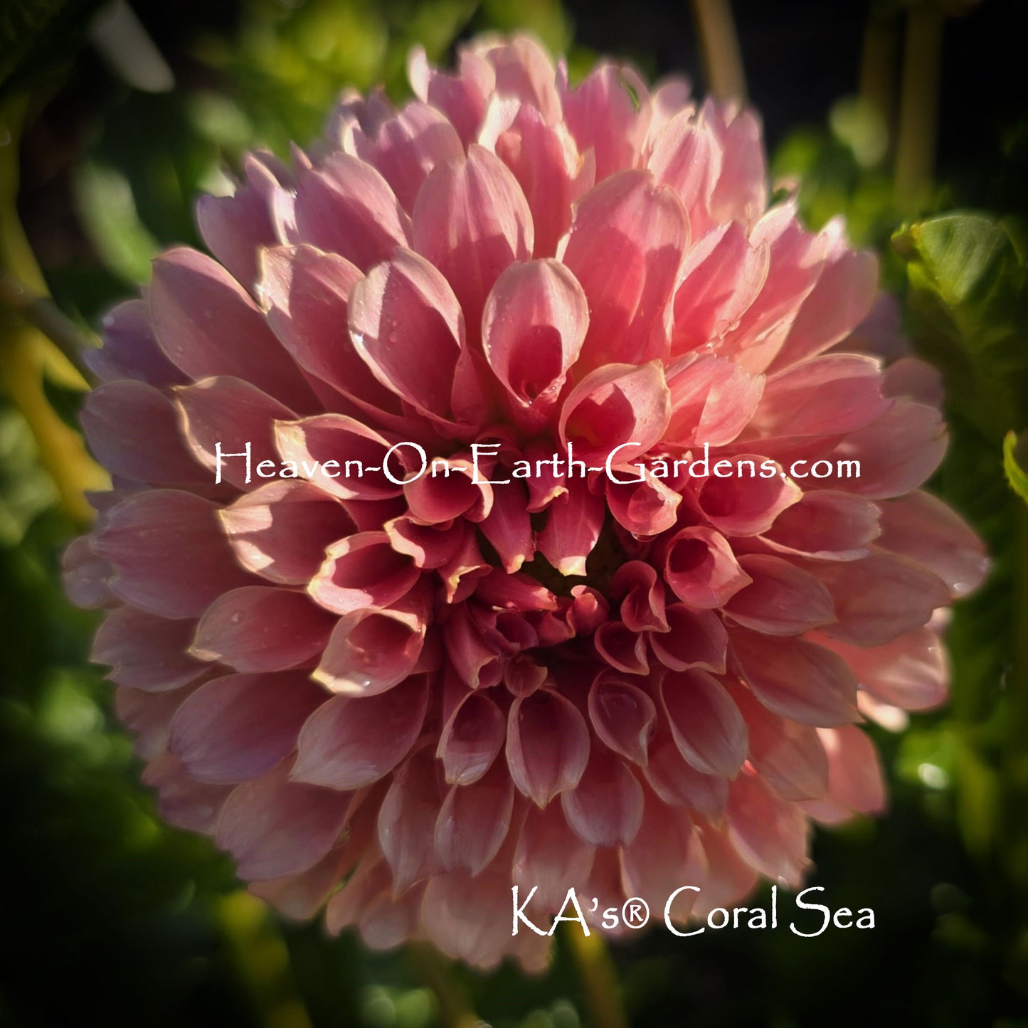 KA's® Coral Sea