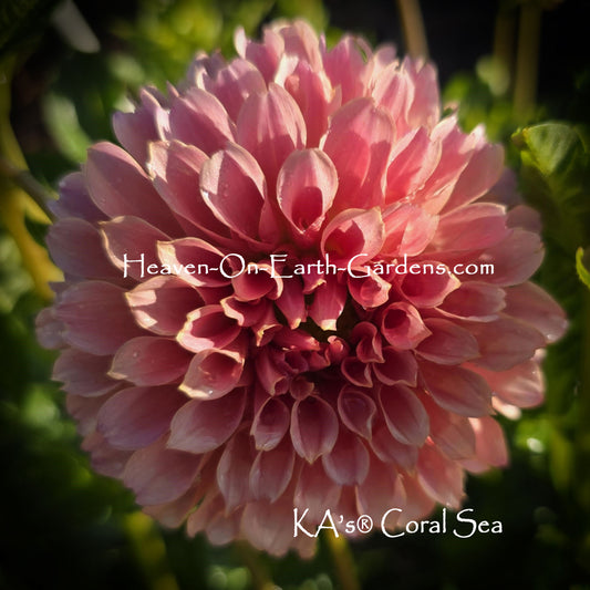 KA's® Coral Sea