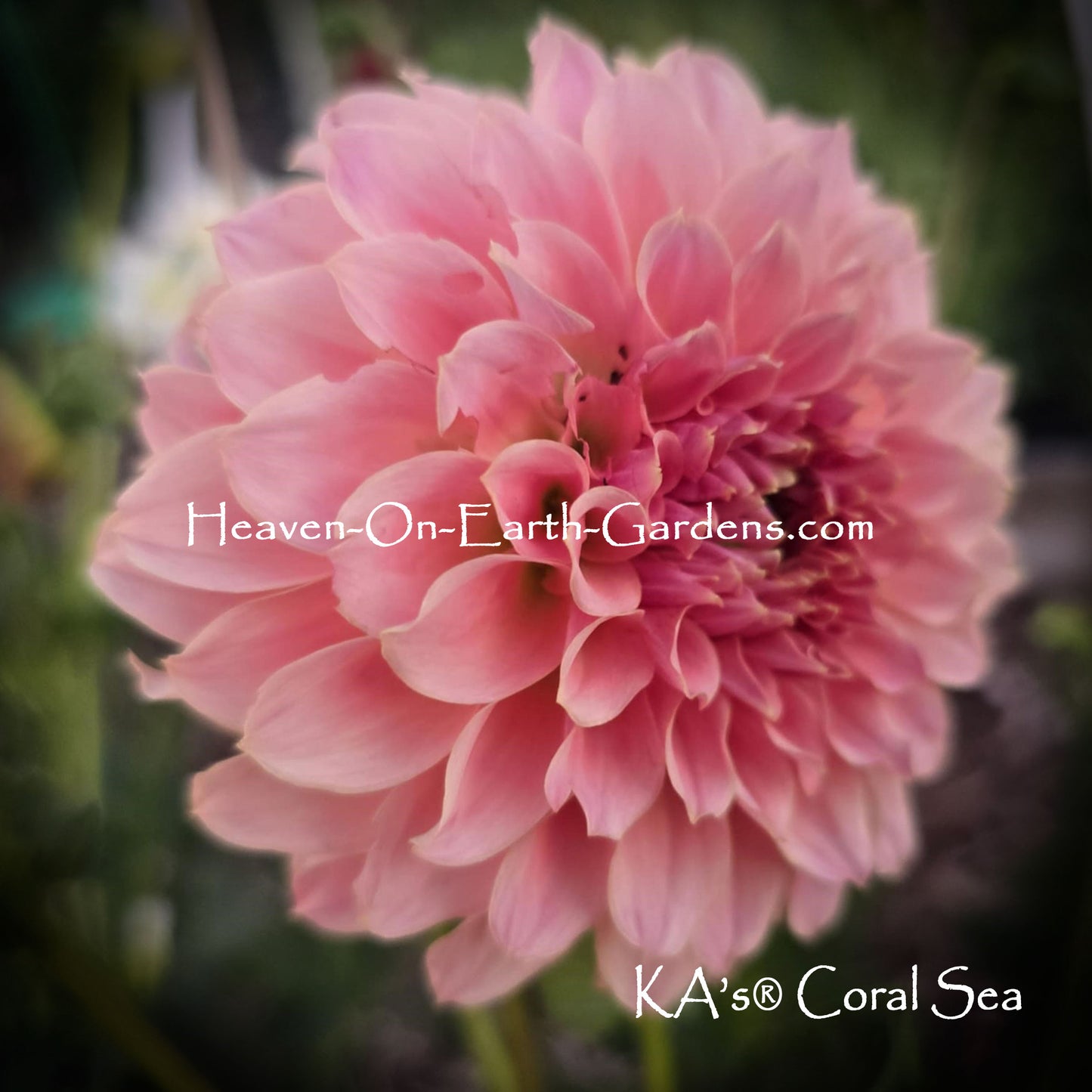 KA's® Coral Sea