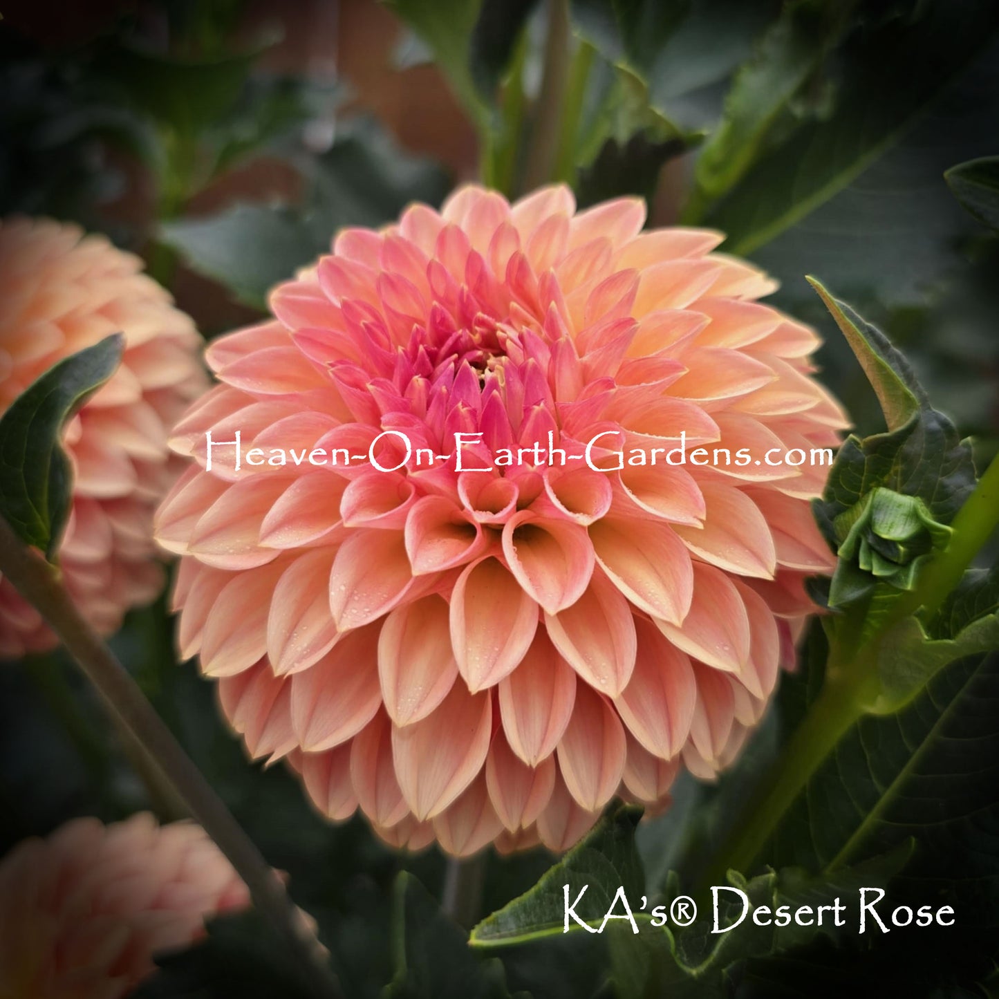 KA's® Desert Rose
