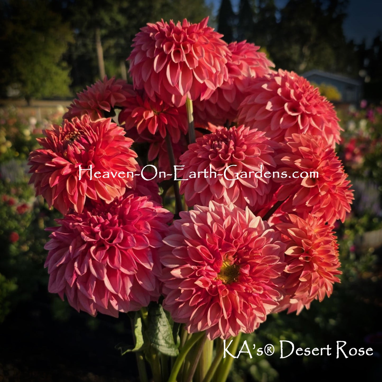 KA's® Desert Rose