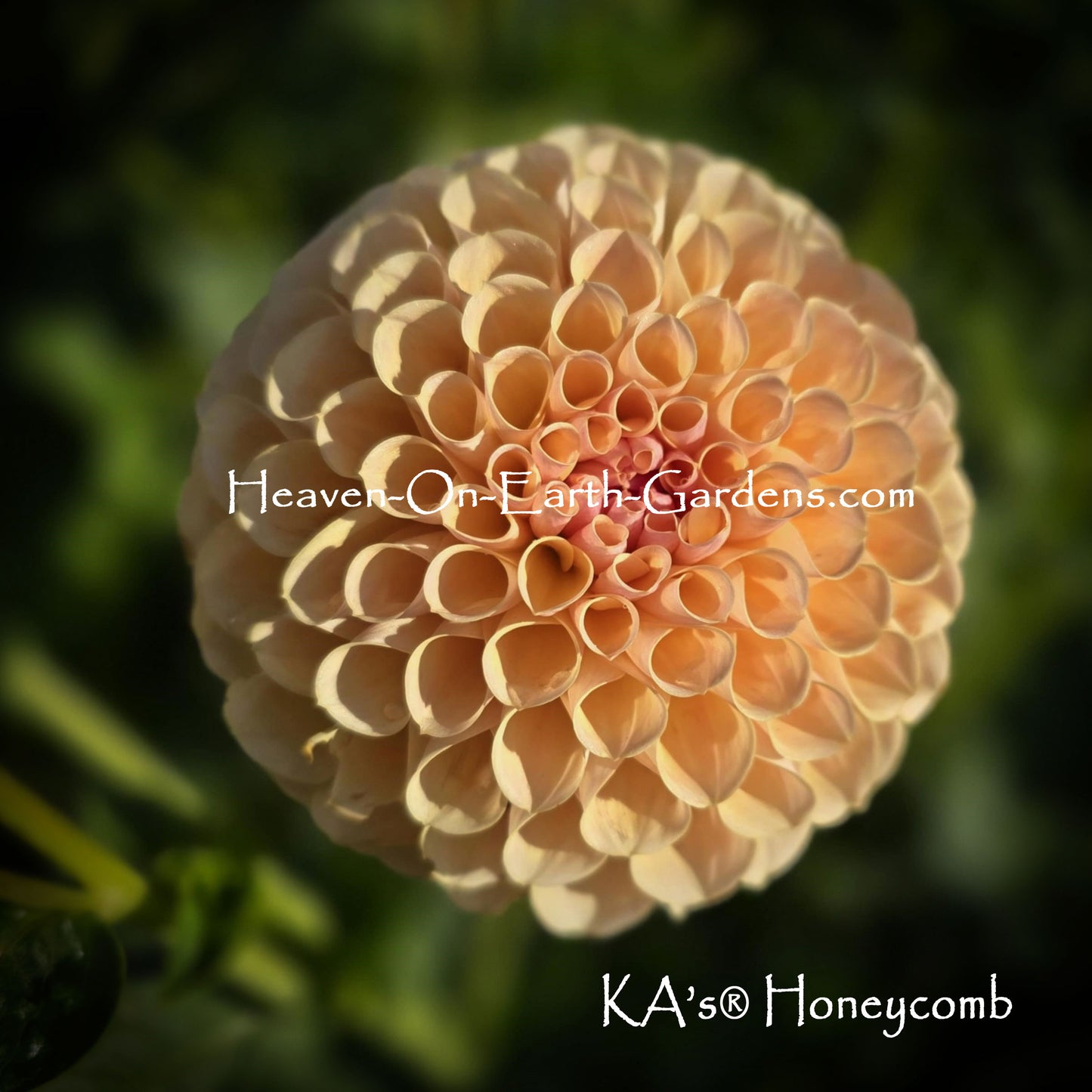 KA's® Honeycomb