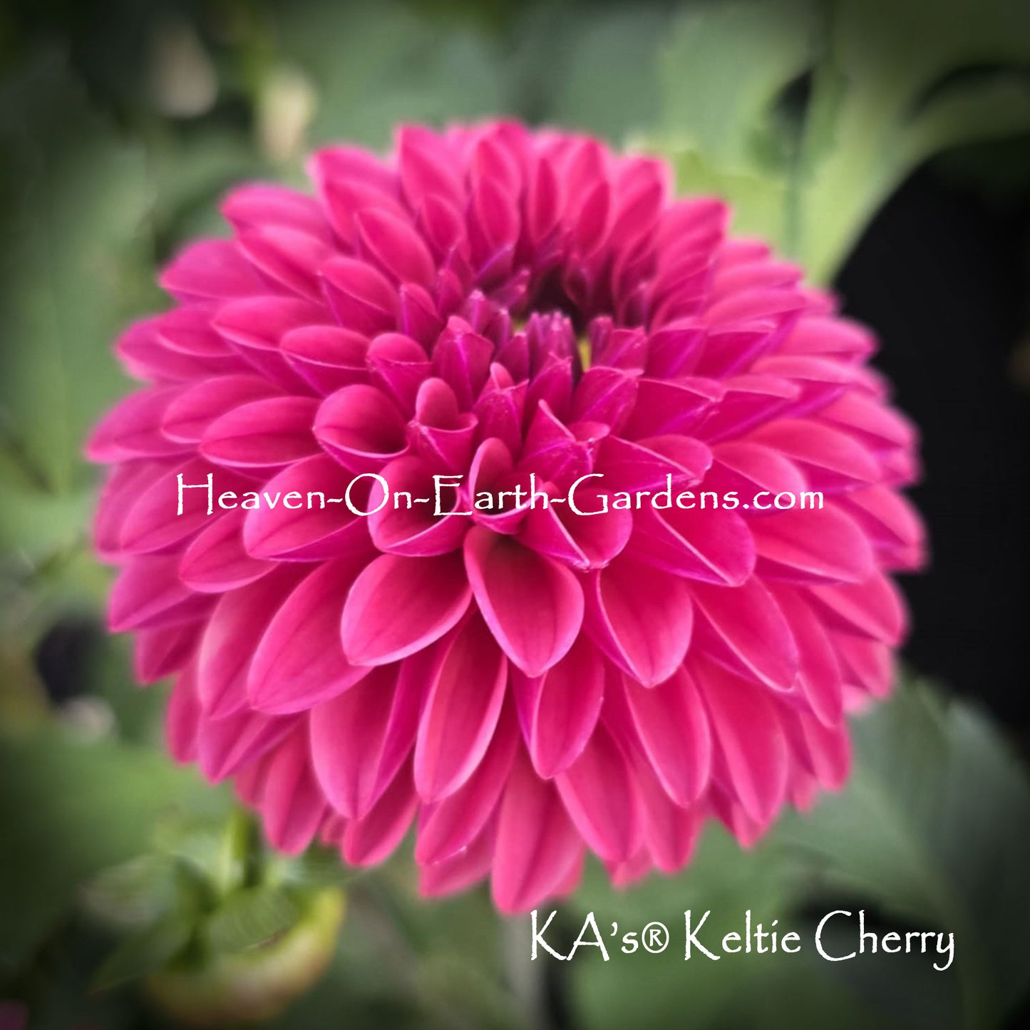KA's® Keltie Cherry