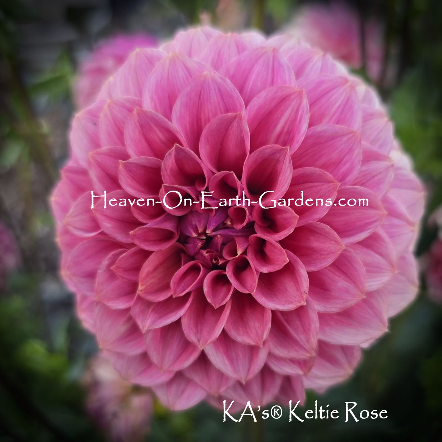 KA's® Keltie Rose