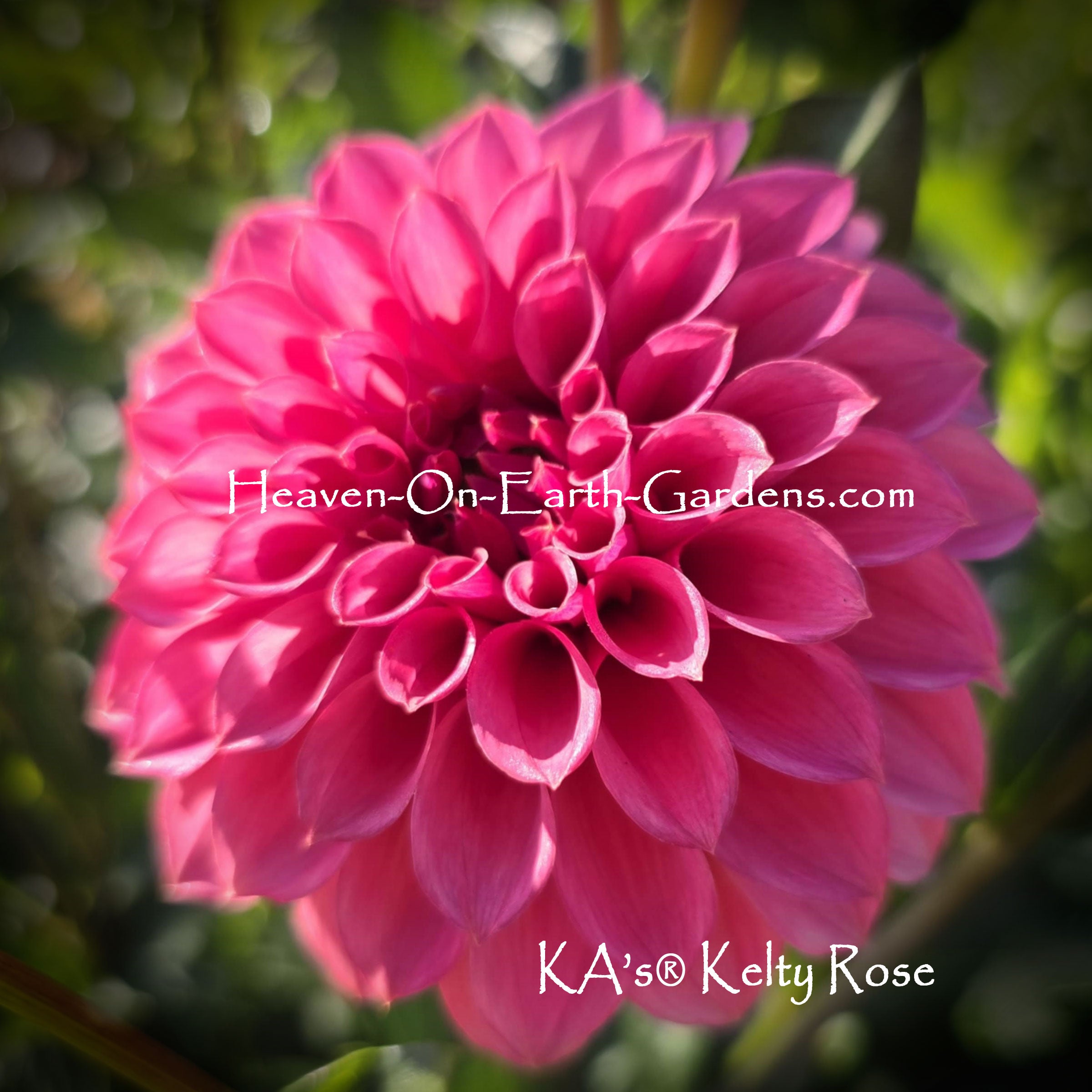 KA's® Keltie Rose – Heaven On Earth Gardens