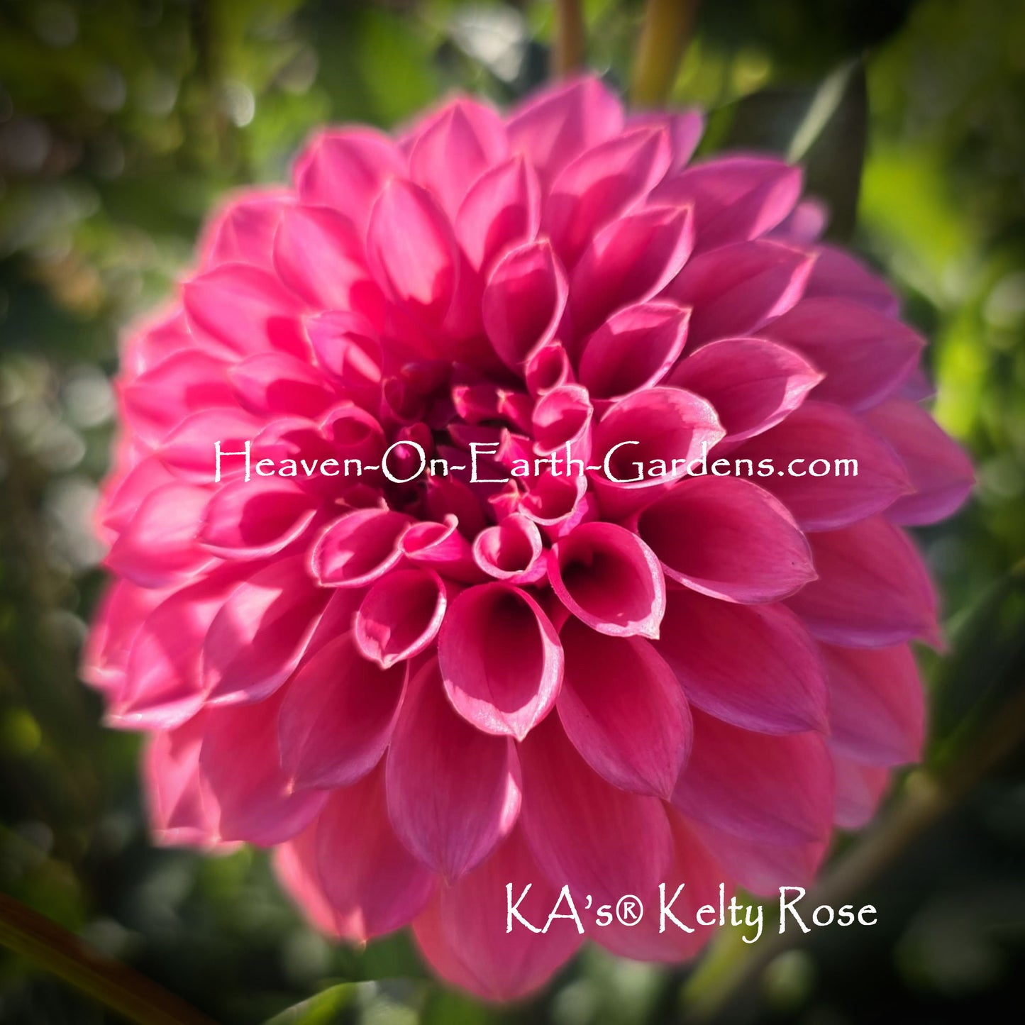 KA's® Keltie Rose