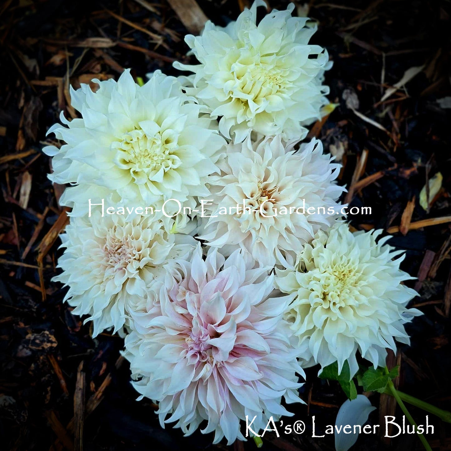 KA's® Lavender Blush