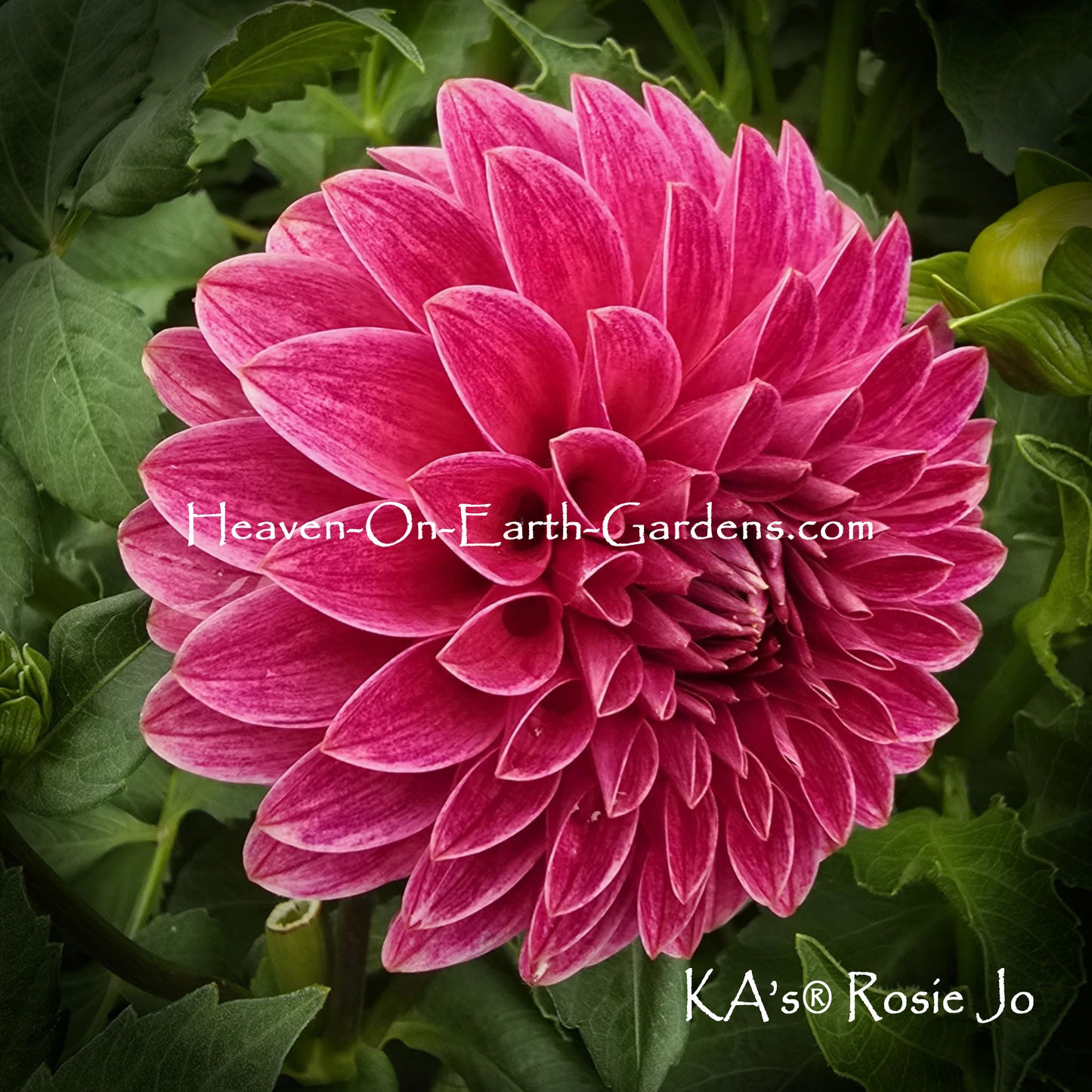 KA's® Rosie Jo
