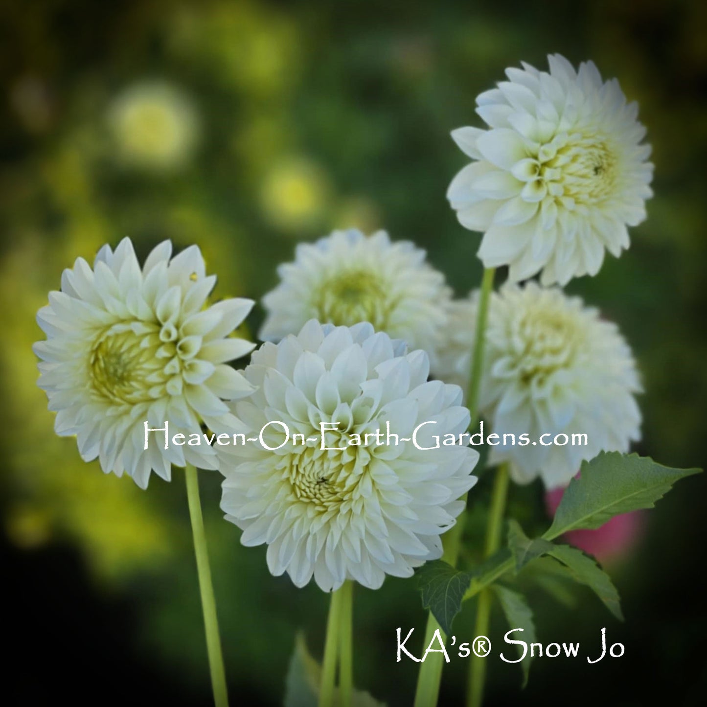 KA's® Snow Jo