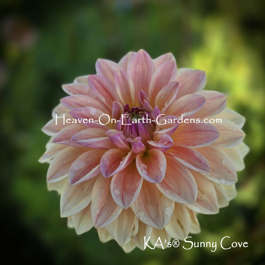 KA's® Sunny Cove