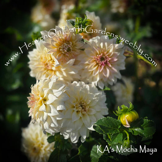 KA's® Mocha Maya