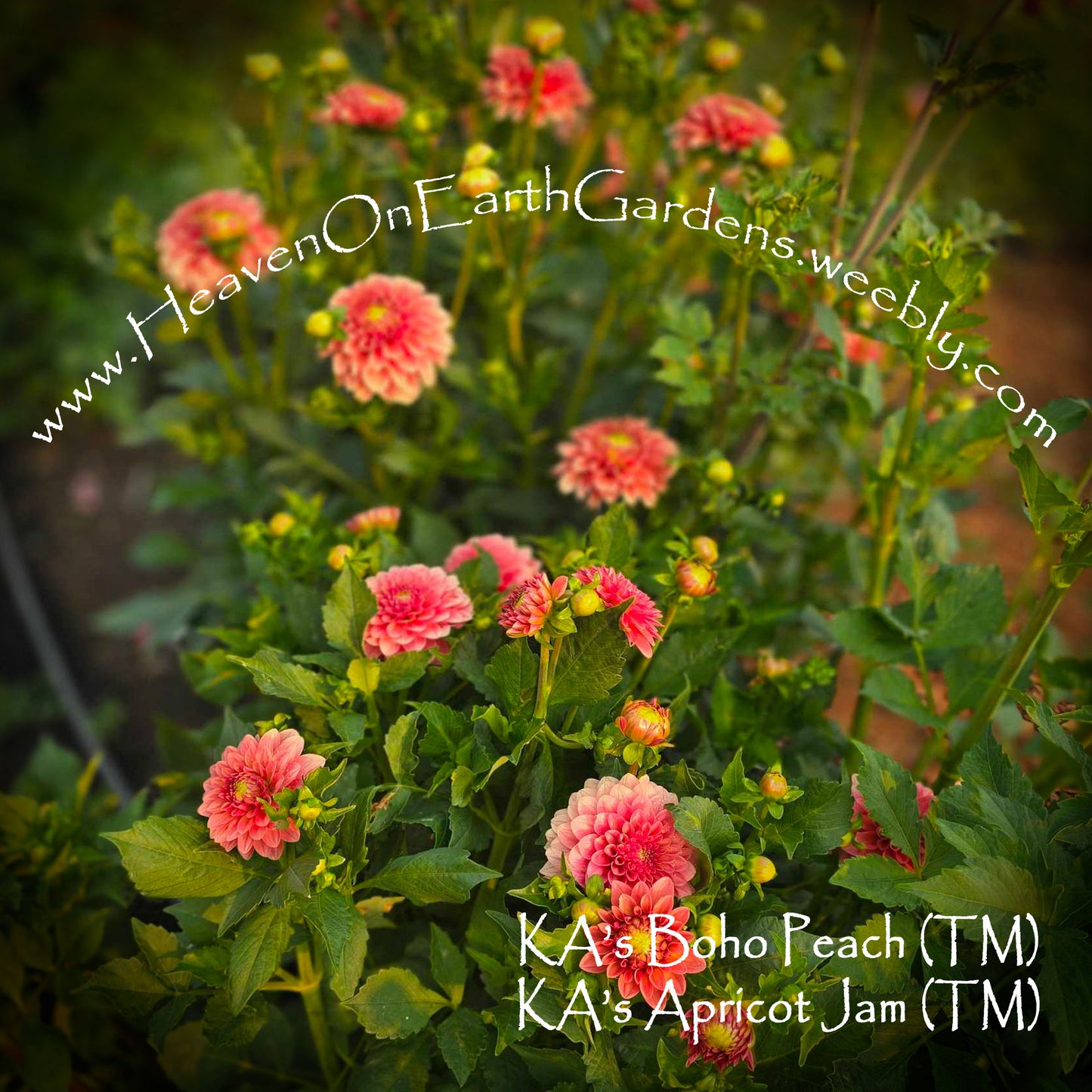 KA's® Boho Peach