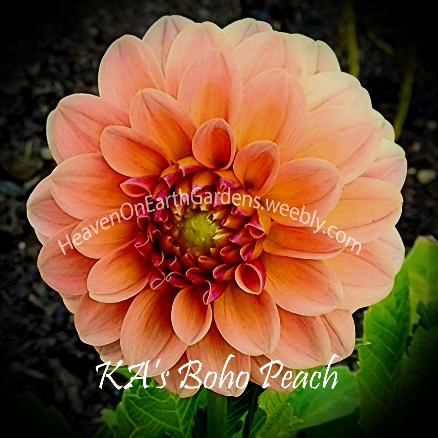 KA's® Boho Peach