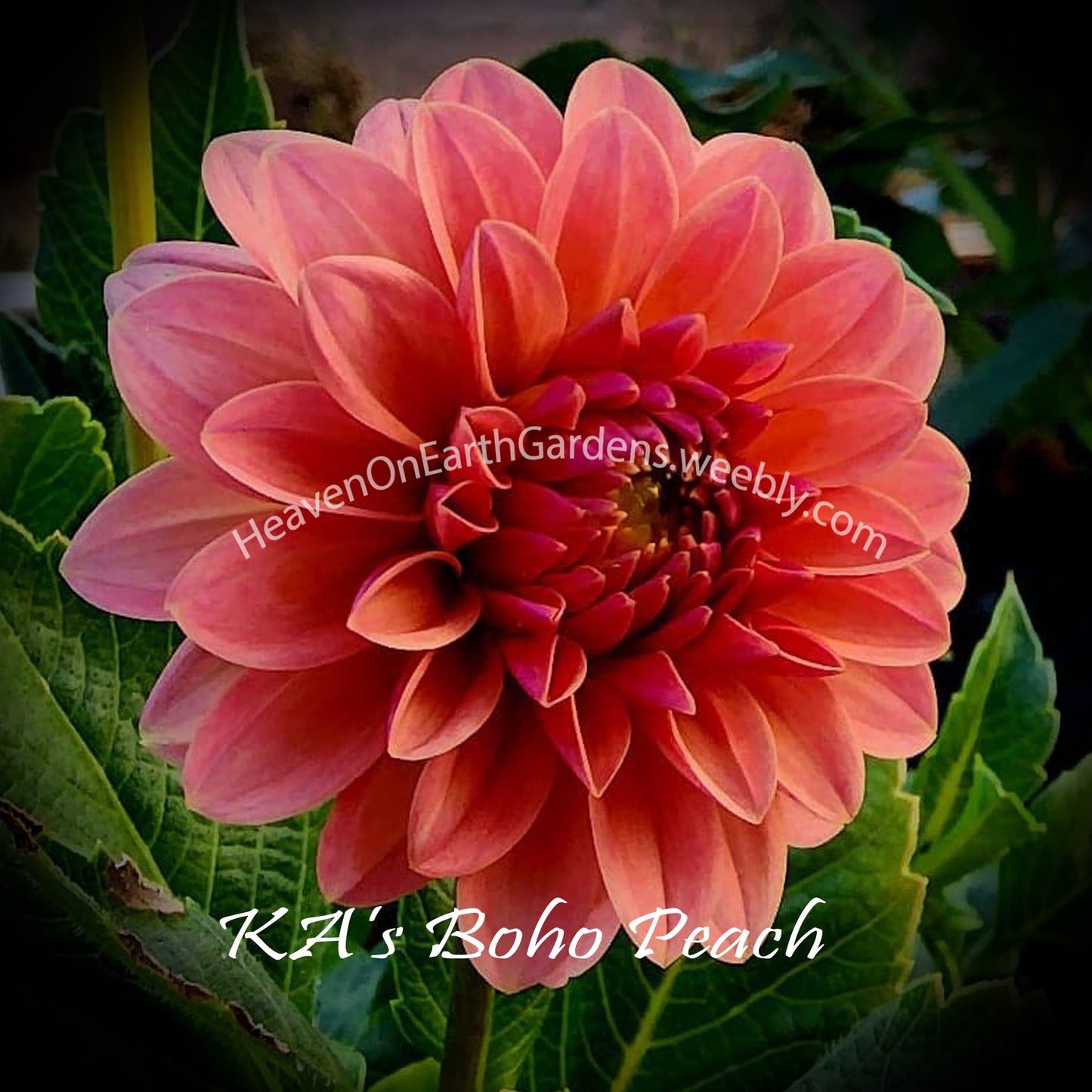 KA's® Boho Peach