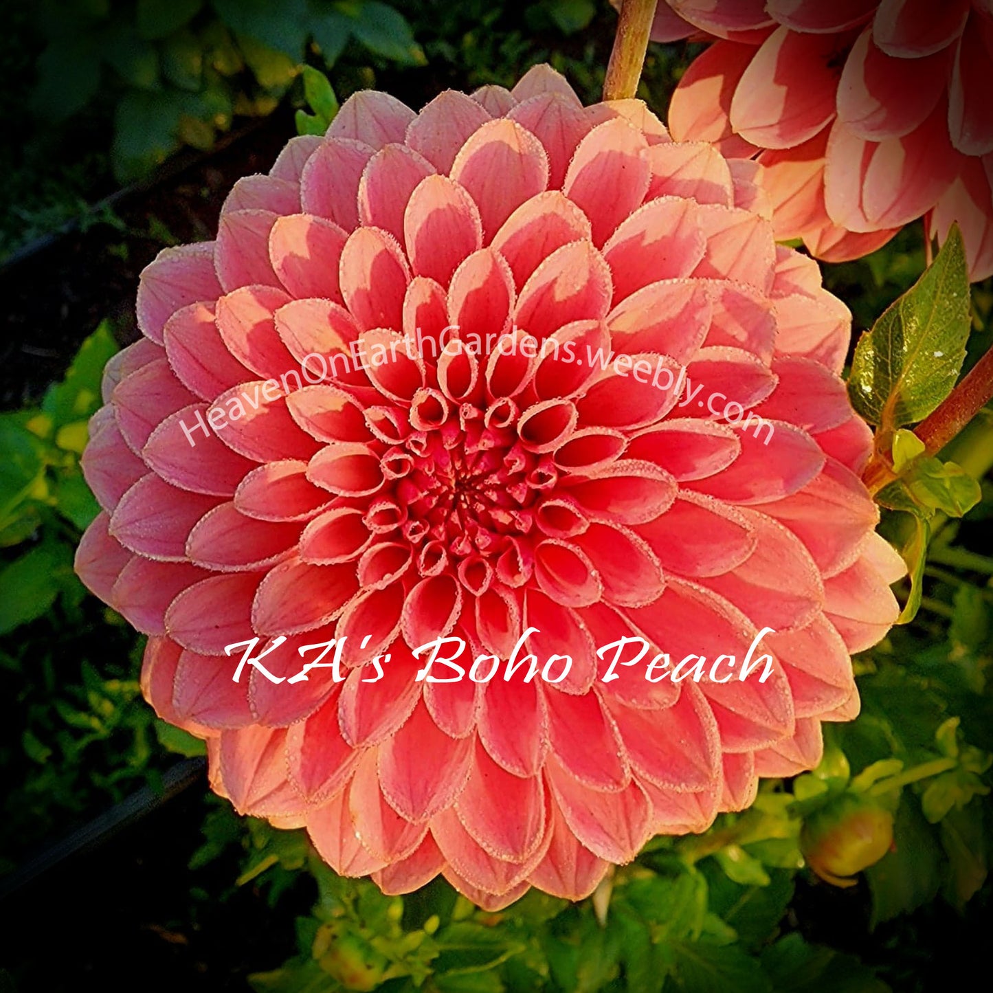 KA's® Boho Peach