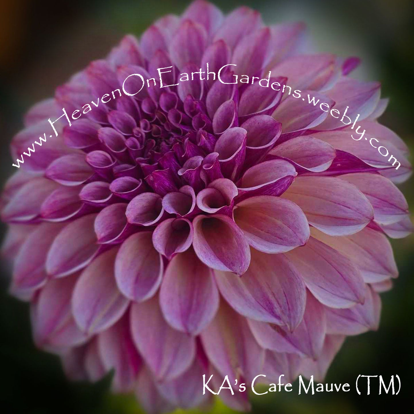 KA's® Cafe Mauve