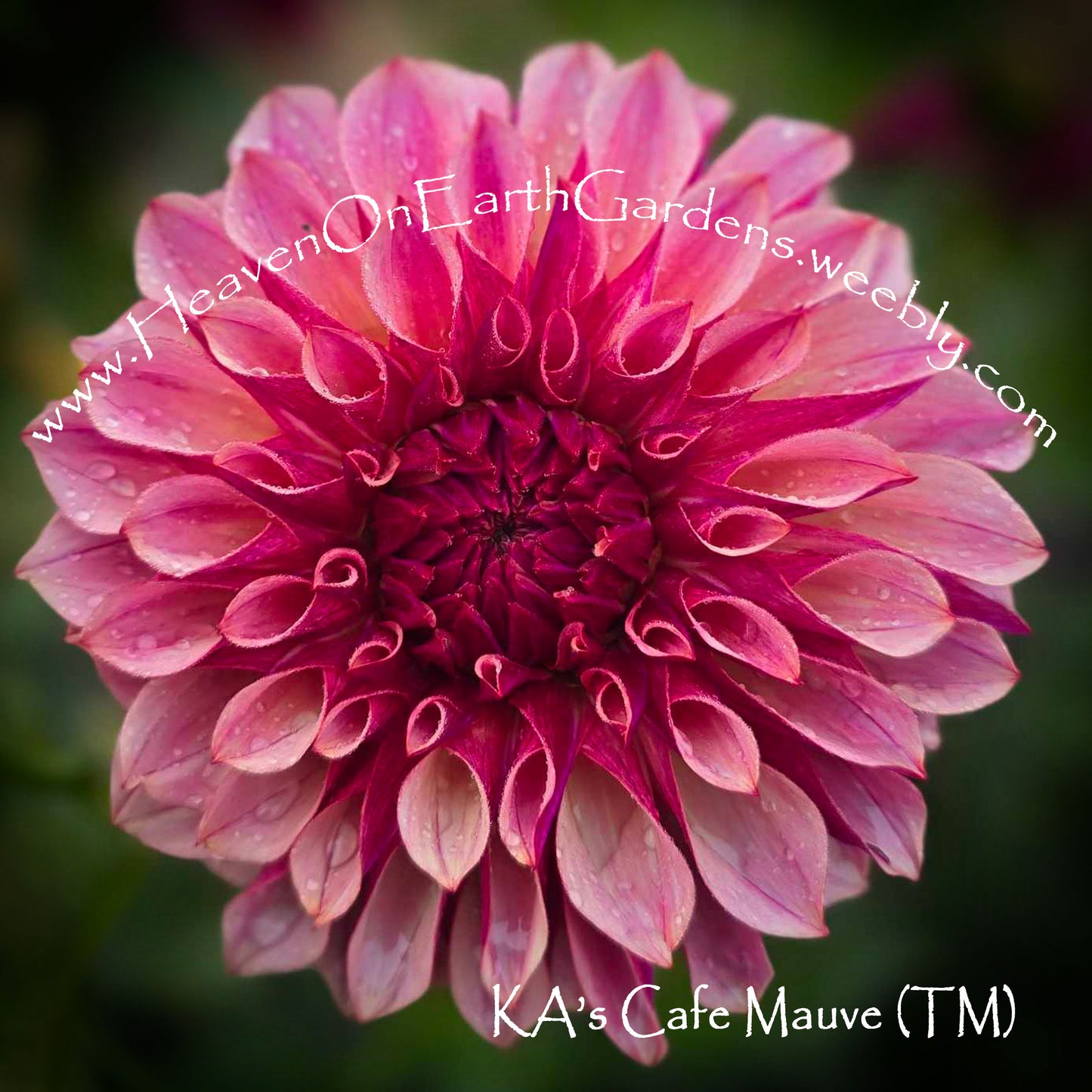 KA's® Cafe Mauve