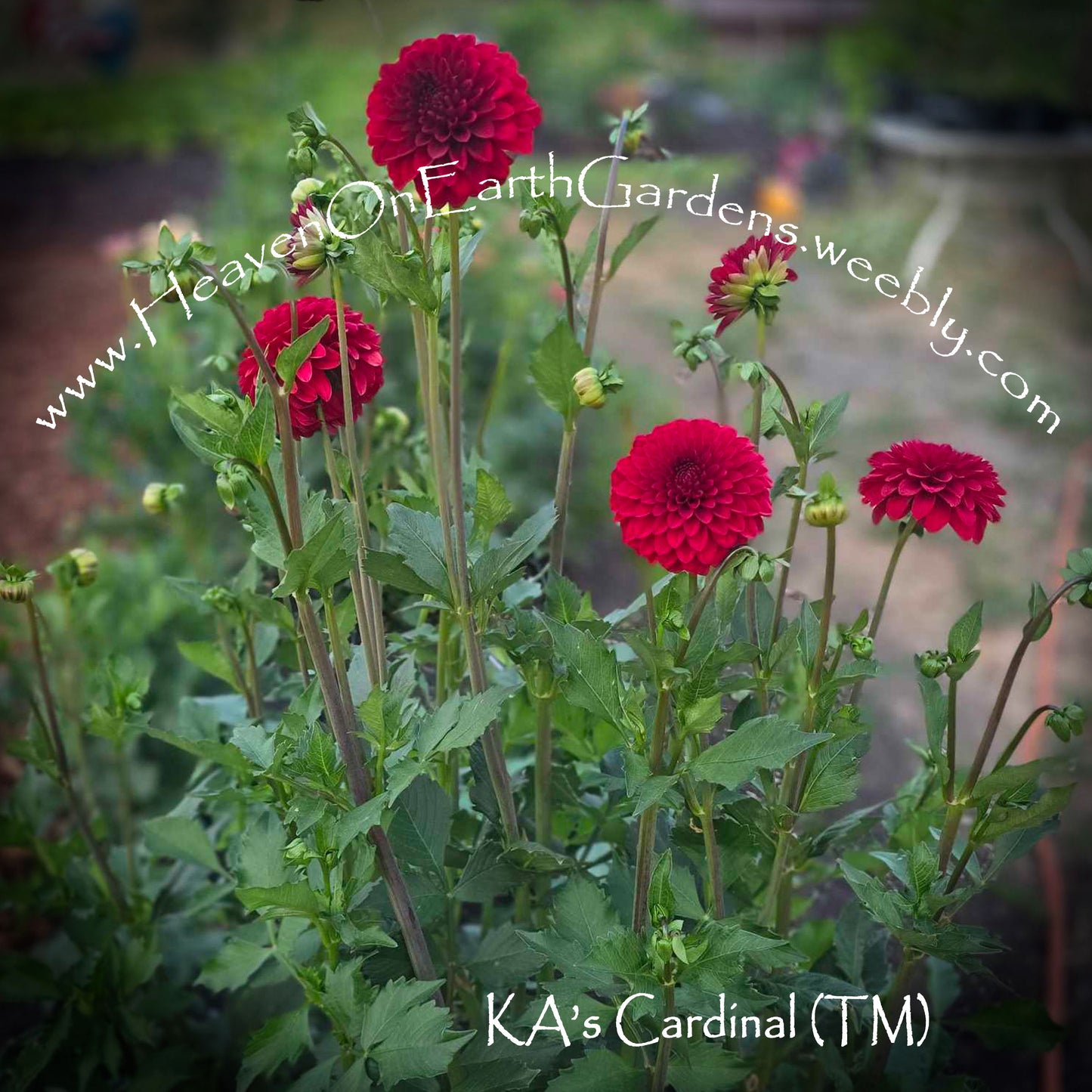 KA's® Cardinal