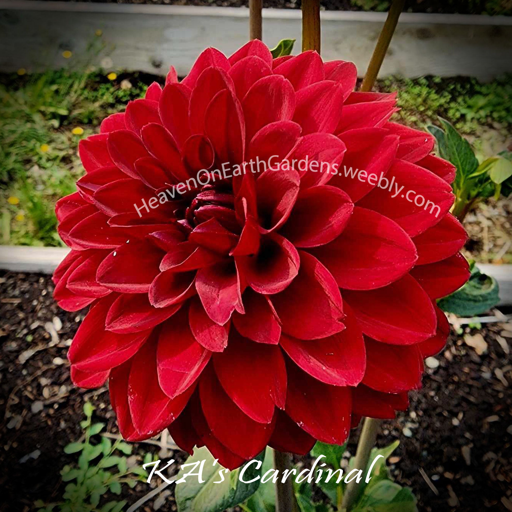 KA's® Cardinal – Heaven On Earth Gardens