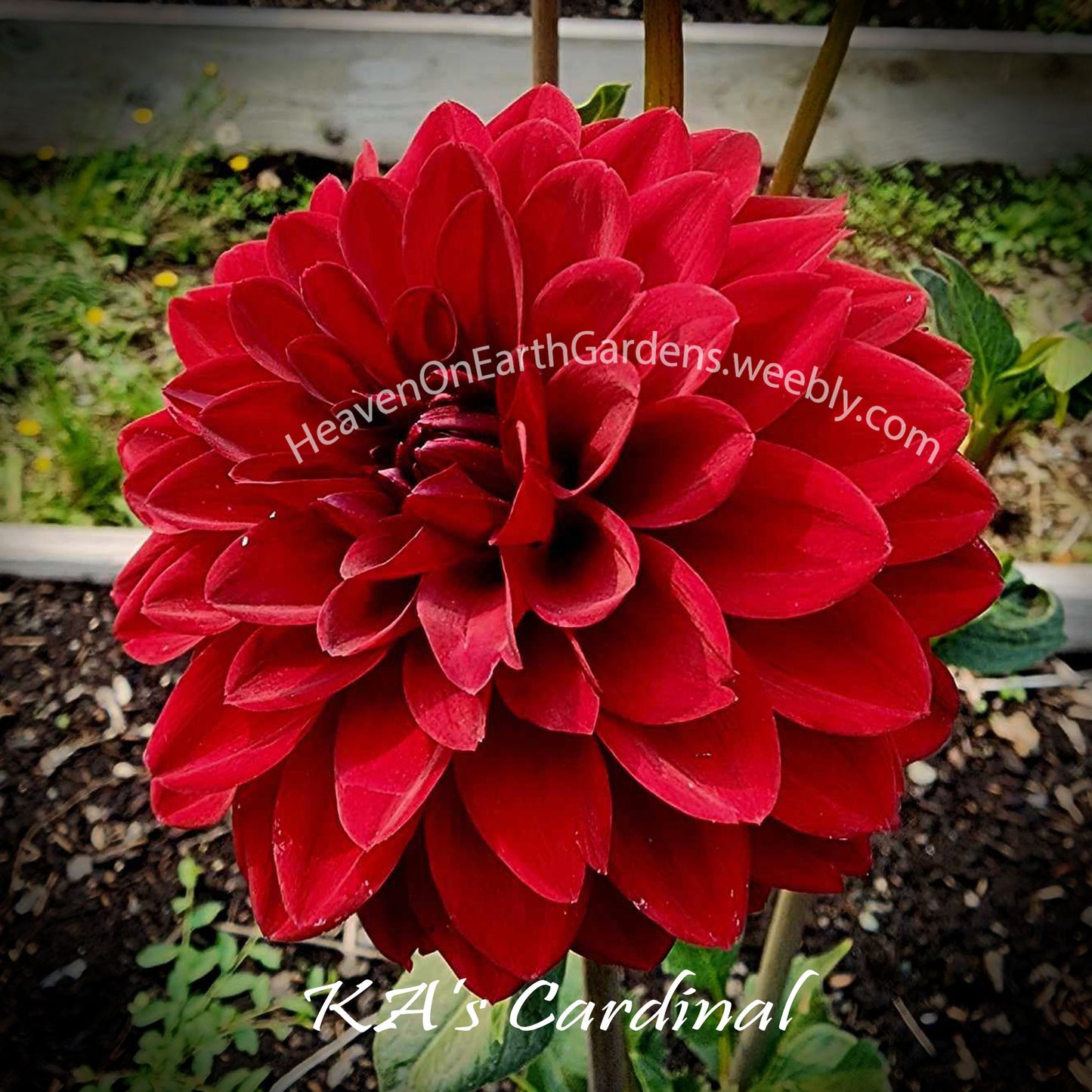 KA's® Cardinal