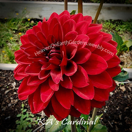 KA's® Cardinal