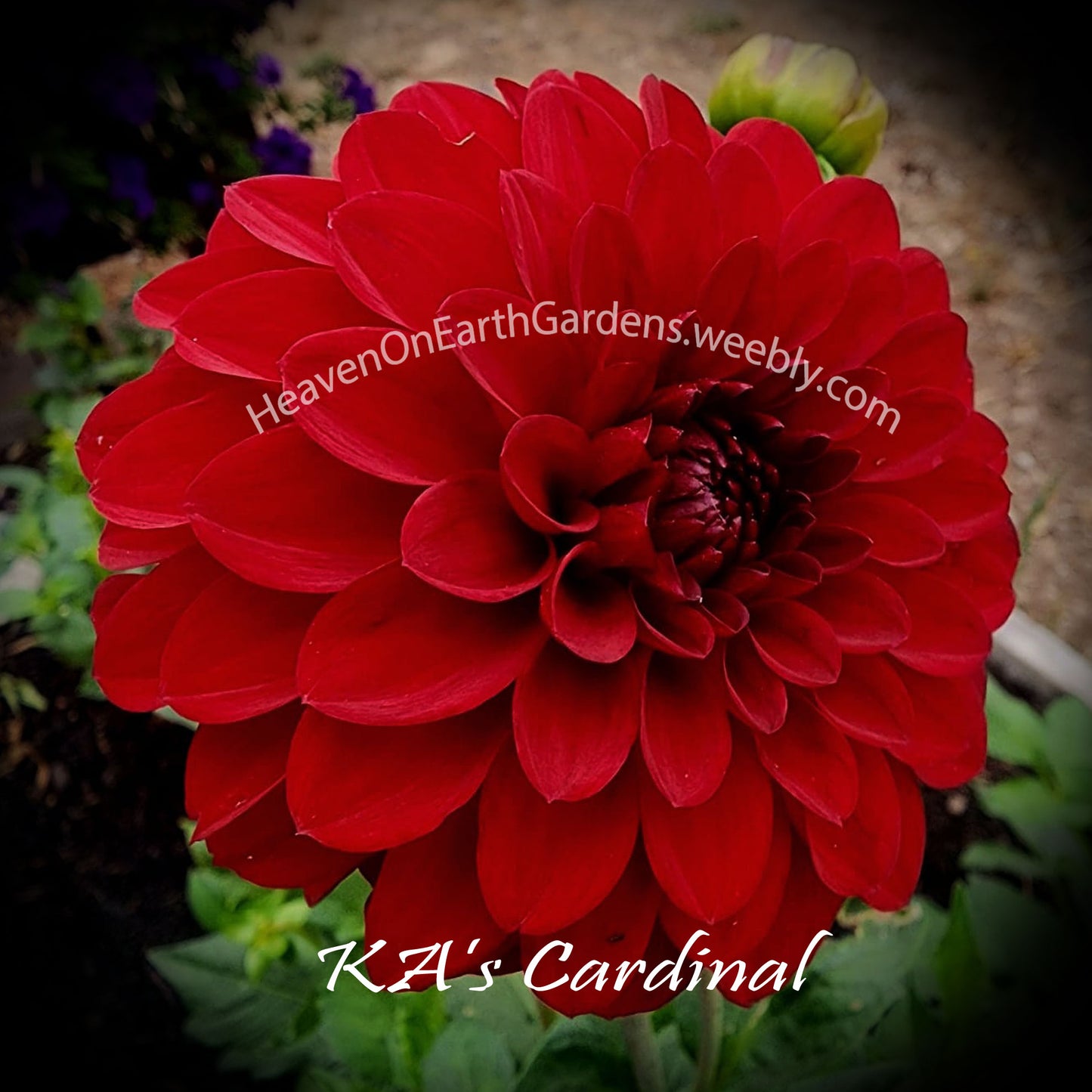 KA's® Cardinal