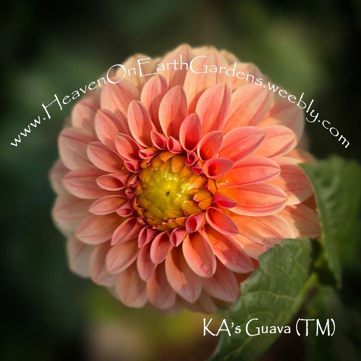KA's® Guava