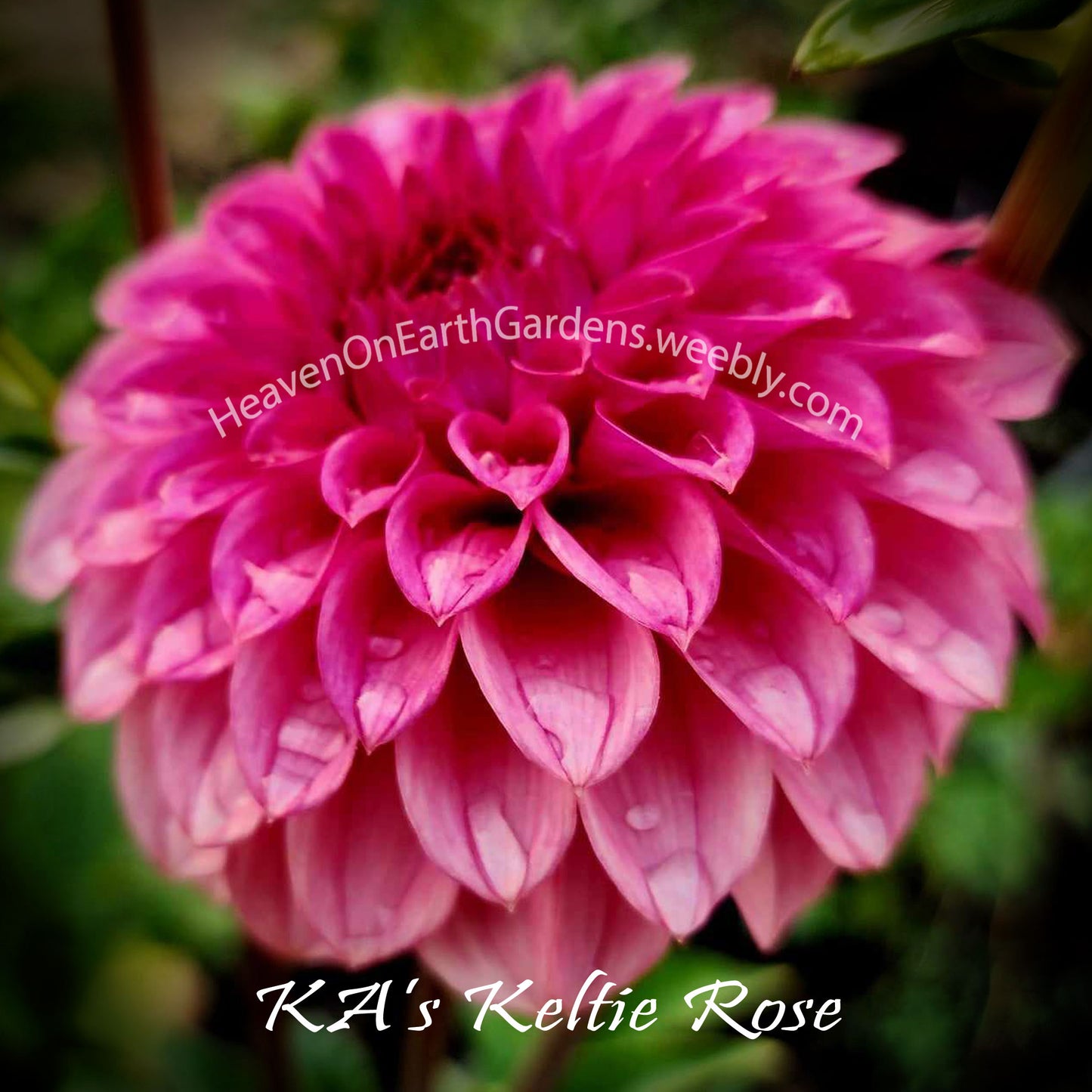 KA's® Keltie Rose