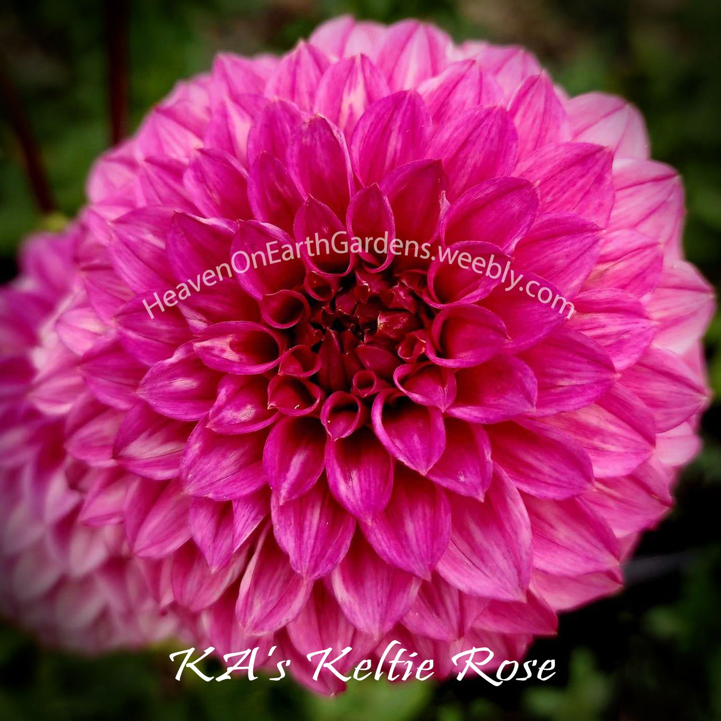 KA's® Keltie Rose