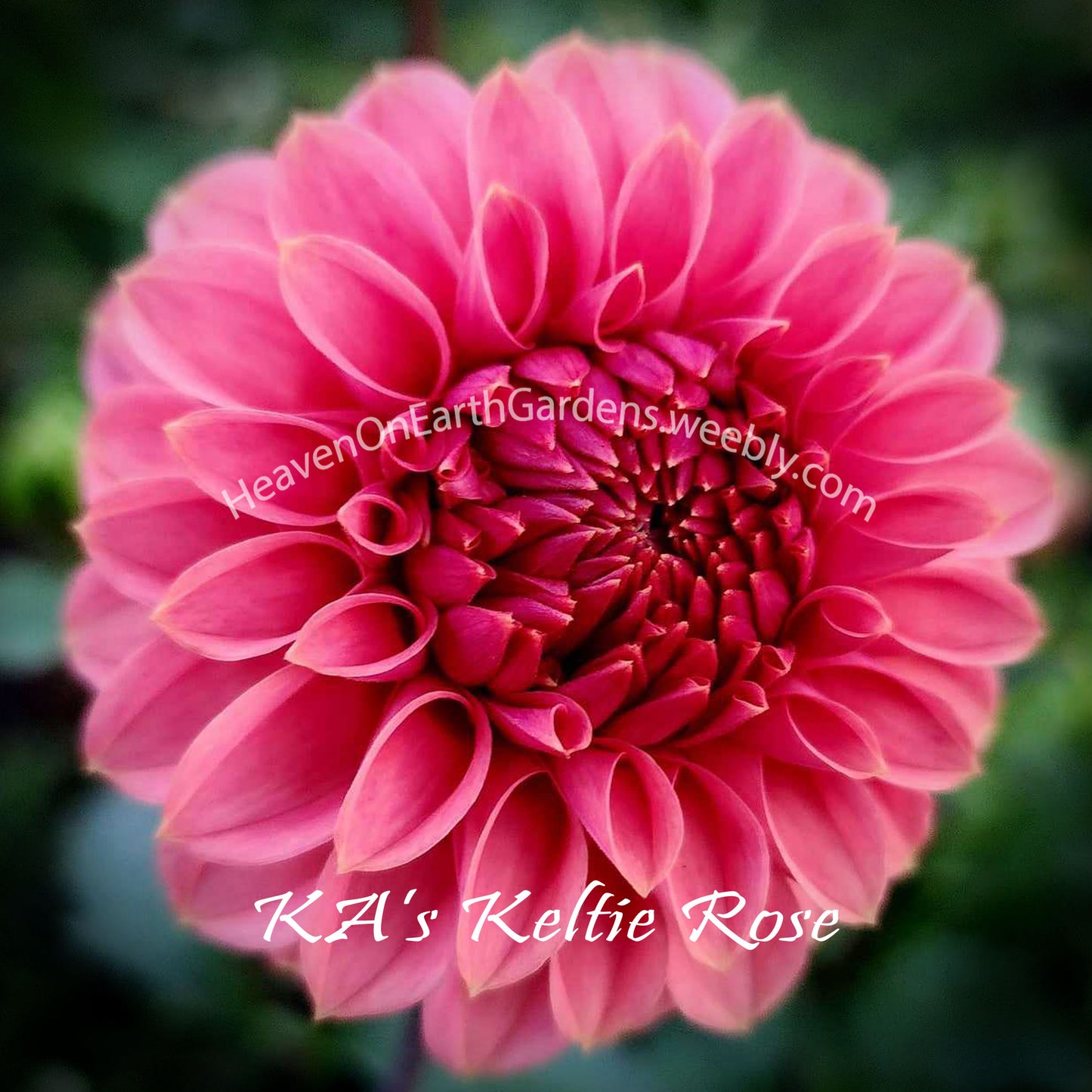 KA's® Keltie Rose