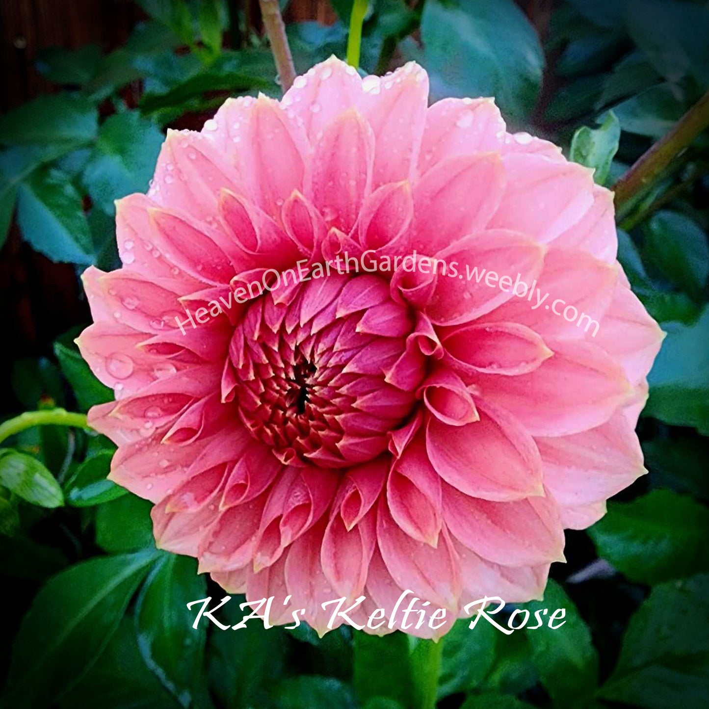 KA's® Keltie Rose