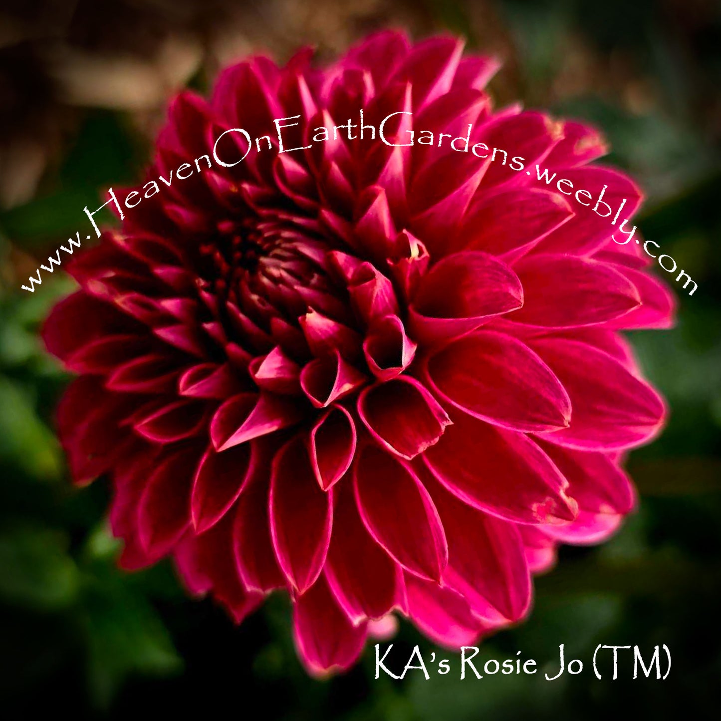 KA's® Rosie Jo
