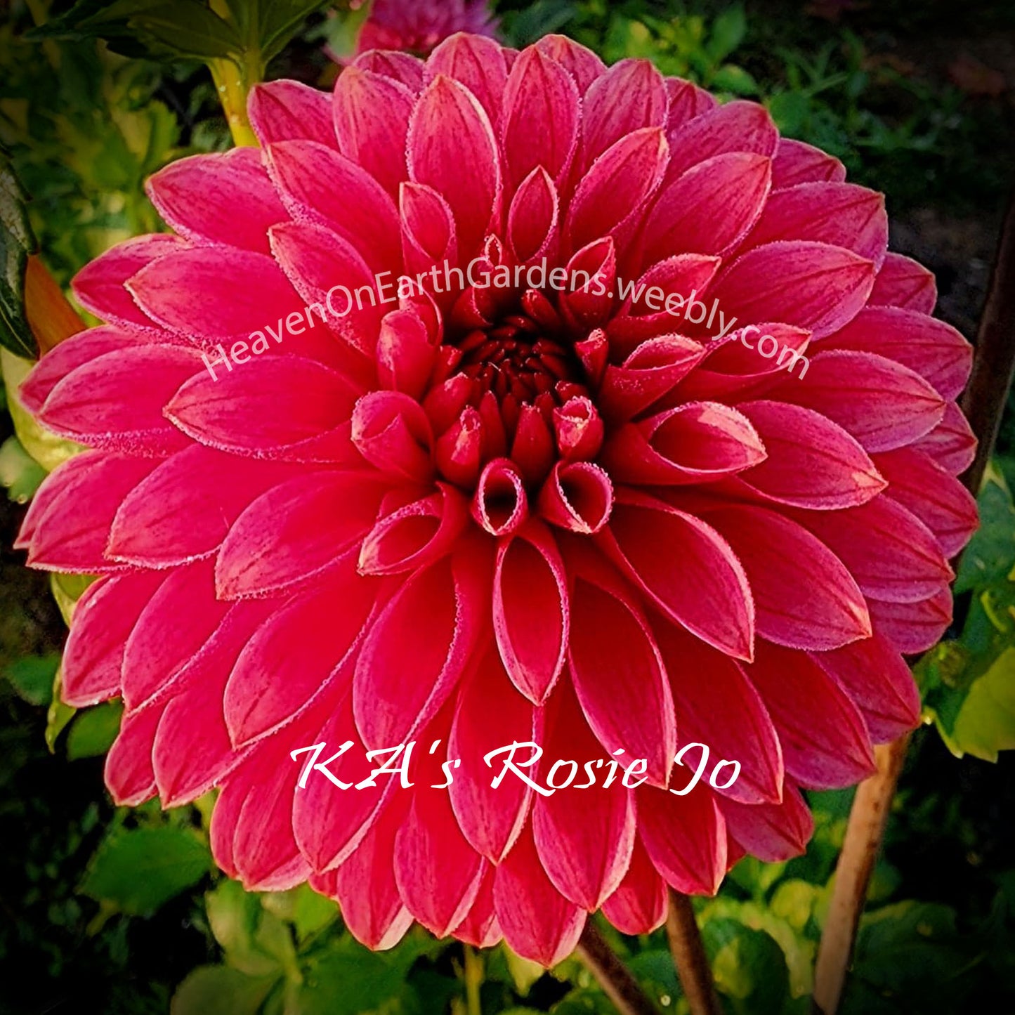 KA's® Rosie Jo