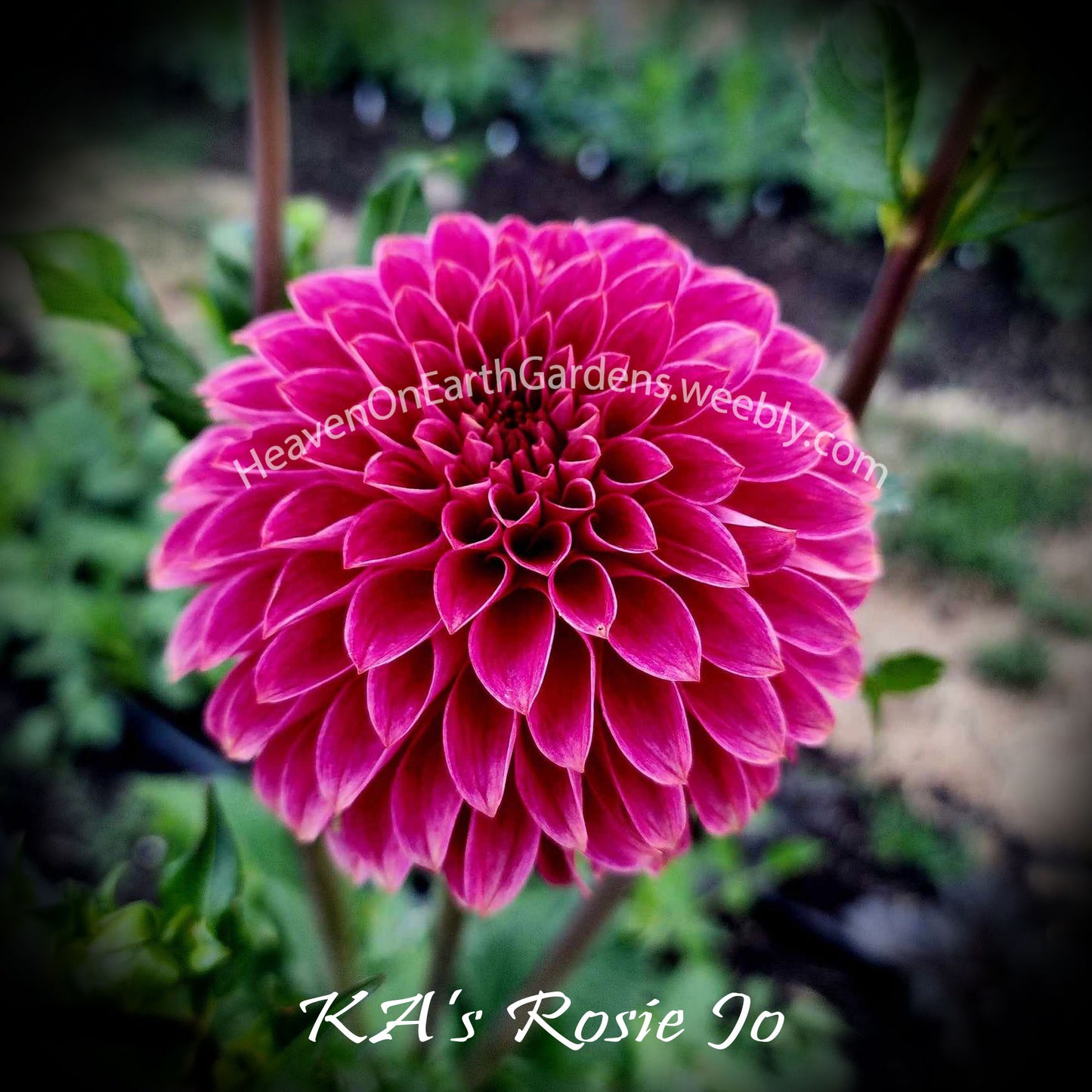 KA's® Rosie Jo