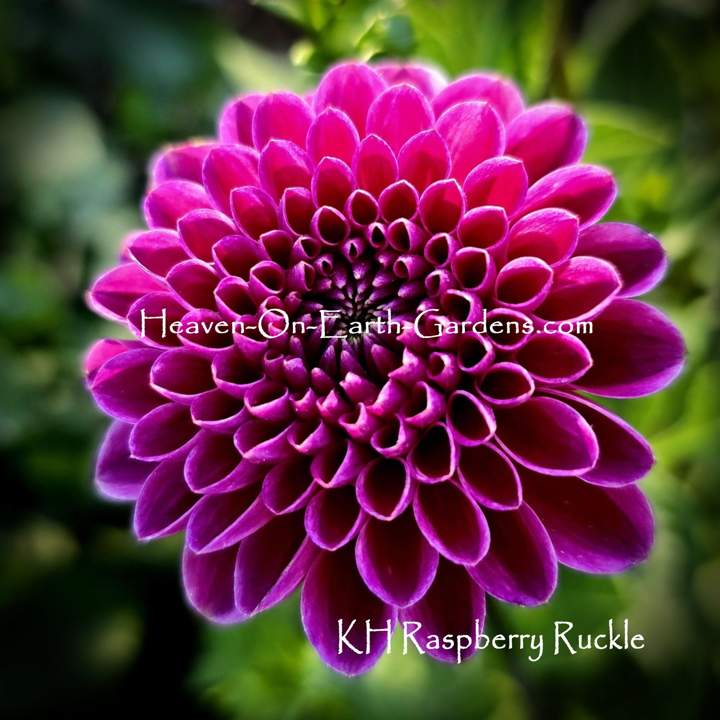 KH Raspberry Ruckus