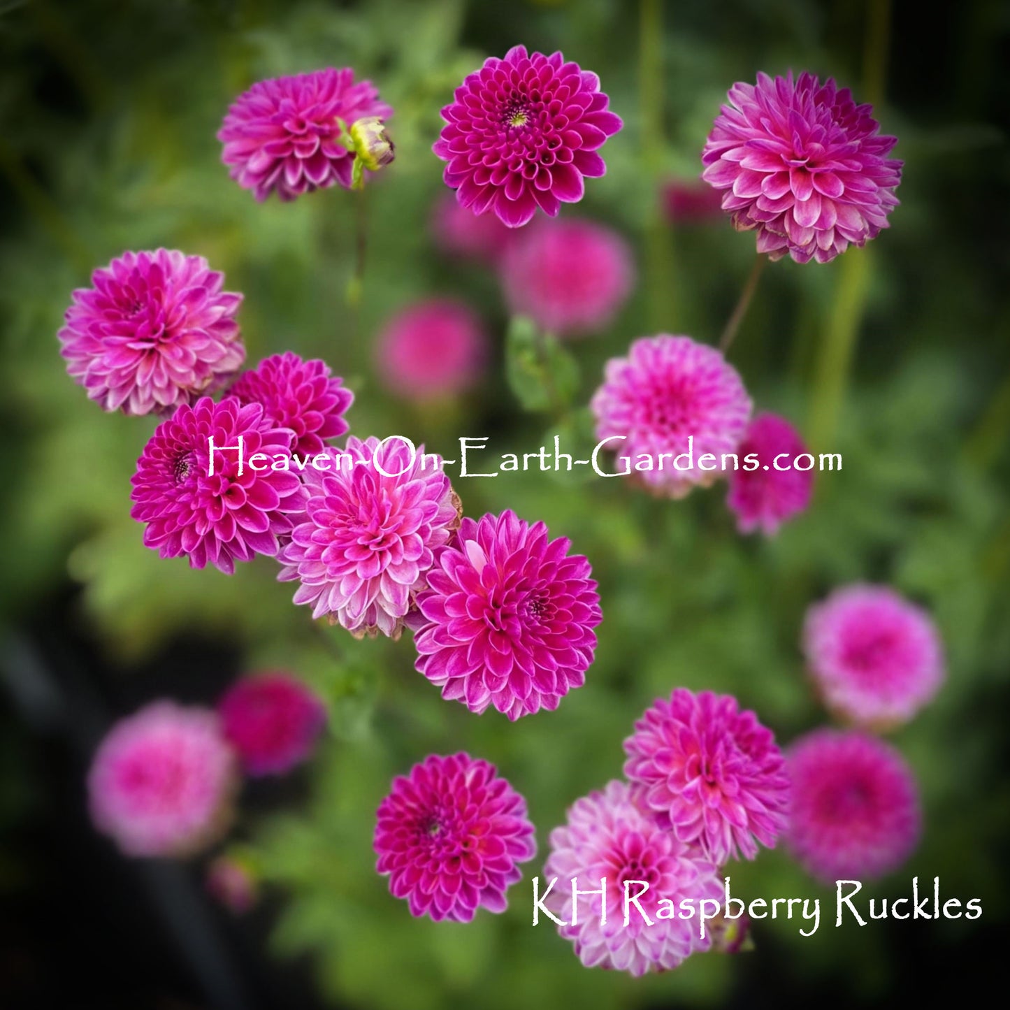 KH Raspberry Ruckus