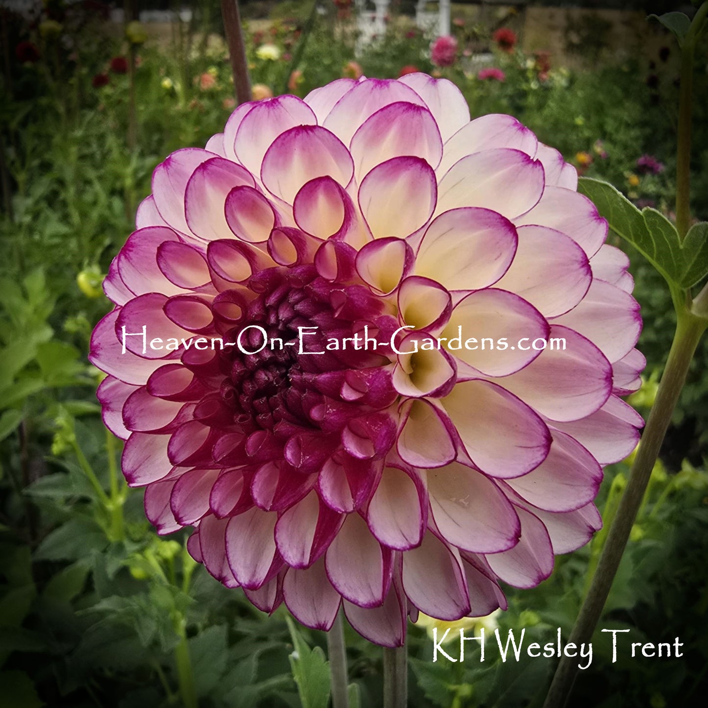 KH Wesley Trent